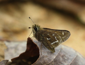 Cobweb Skipper